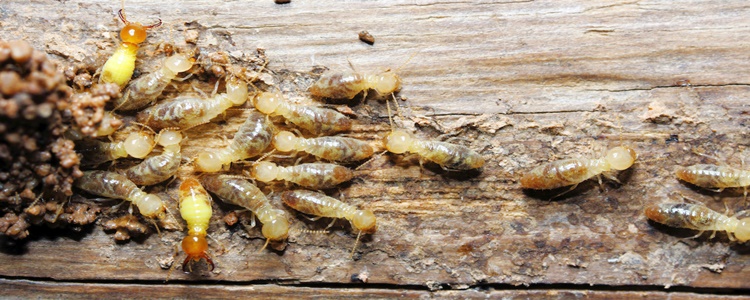 Best Termite Control Kensington